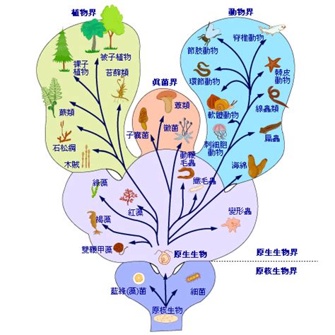 界門綱目科屬種查詢|階級 (生物学)